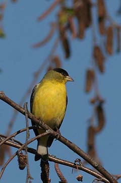 Lesser Goldfinch