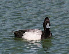 Lesser Scaup