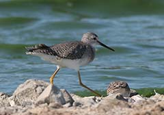 Lesser Yellowlegs