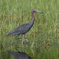 Little Blue Heron