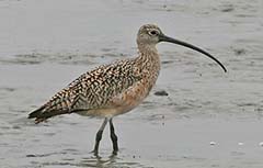 Long-billed Curlew