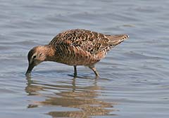 Long-billed Dowitcher