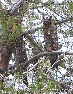 Long-eared Owl