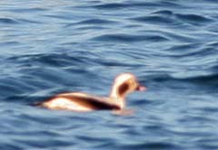 Long-tailed Duck