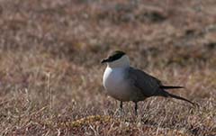 Long-tailed Jaeger