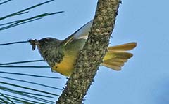 MacGillivray's Warbler