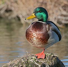 Mallard