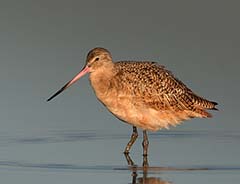 Marbled Godwit