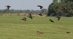 Mottled Duck