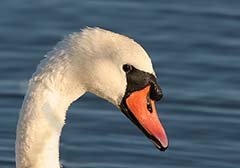 Mute Swan