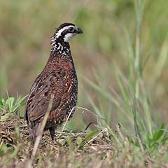 Northern Bobwhite