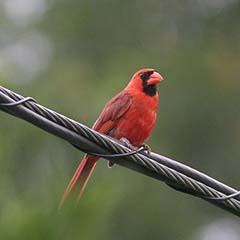 Northern Cardinal