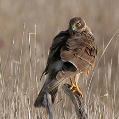 Northern Harrier