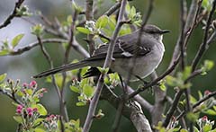 Northern Mockingbird