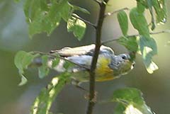 Northern Parula