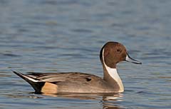 Northern Pintail