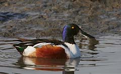 Northern Shoveler