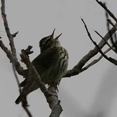 Northern Waterthrush