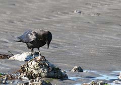 Northwestern Crow