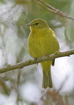 Orange-crowned Warbler