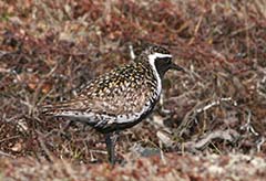 Pacific Golden-Plover