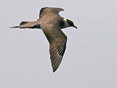 Parasitic Jaeger