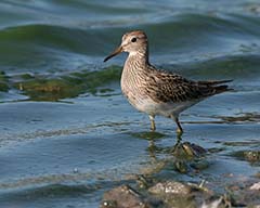 Pectoral Sandpiper