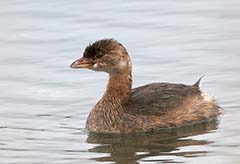 Pied-billed Grebe