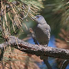 Pinyon Jay