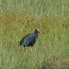 Purple Gallinule