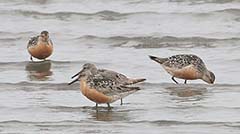 Red Knot