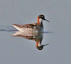 Red-necked Phalarope