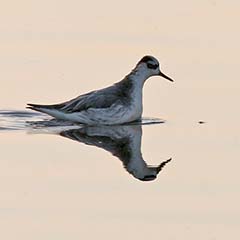 Red Phalarope