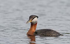 Red-necked Grebe