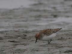 Red-necked Stint