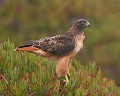 Red-tailed Hawk