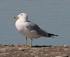 Ring-billed Gull