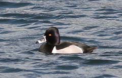 Ring-necked Duck