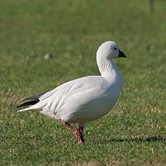 Ross's Goose