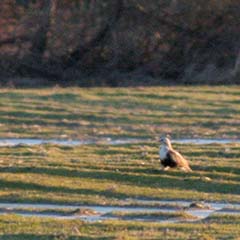 Rough-legged Hawk