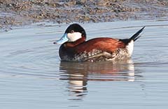 Ruddy Duck