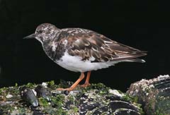 Ruddy Turnstone