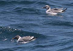 Sabine's Gull