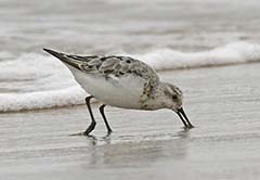 Sanderling