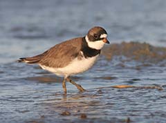 Semipalmated Plover