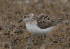 Semipalmated Sandpiper