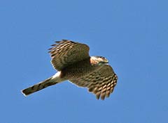 Sharp-shinned Hawk