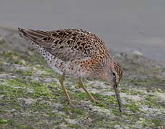 Short-billed Dowitcher