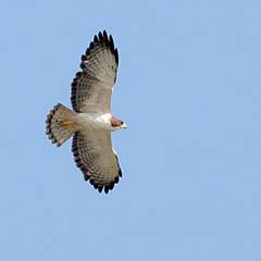 Short-tailed Hawk