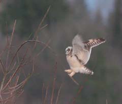 Short-eared Owl